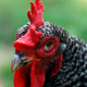 Illustration for article titled Do We Have to Worry About Chicken Diapers Now, Too?